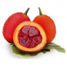 Momordica Cochinchinensis Gac Fuit Mini Jackfruit Baby Jackfruit 3 Seeds Fresh Garden
