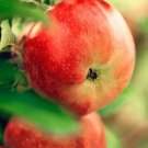 20 Paradise Apple Seeds (Malus Domestica) Edible Fruit Tree Fresh Garden