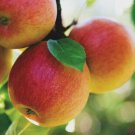 10 Fuji Apple Seeds Fresh Garden