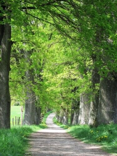 5 Laurel Oak Tree Quercus Hemisphaerica Native Seeds Fresh Garden