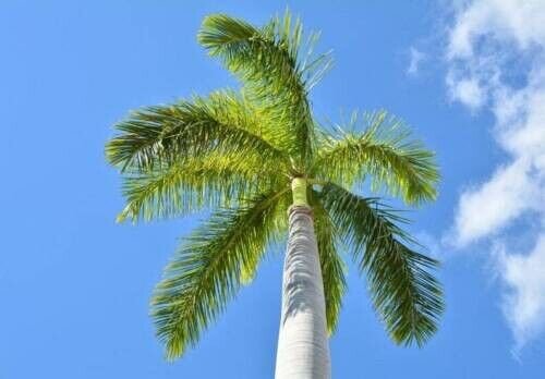 Royal Palm Tree Seeds 10 Seeds Roystonea Regia Fresh Garden