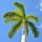 Royal Palm Tree Seeds 10 Seeds Roystonea Regia Fresh Garden