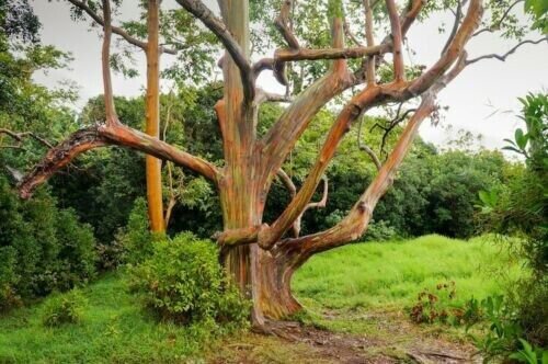 5 Pcs Rainbow Eucalyptus Tree Seeds Indonesian Gum Mindanao Sarassa Fresh Garden