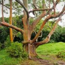 5 Pcs Rainbow Eucalyptus Tree Seeds Indonesian Gum Mindanao Sarassa Fresh Garden
