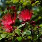 Red Mimosa Tree 5 Seeds Silk Tree Albizia Julibrissin Perennial Persian Fresh Garden