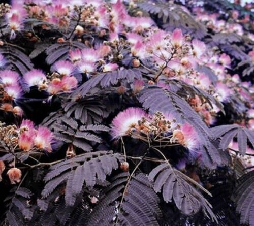 Summer Chocolate Mimosa Tree 5 Seeds Silk Tree Albizia Julibrissin Fresh Garden