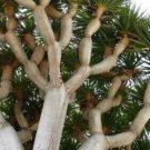 Dragon Blood Tree Seeds To Grow 6 Seeds Dracaena Draco Seeds Fresh Garden