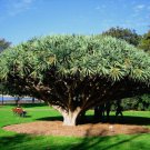 Dragon Tree Dracaena Draco 10 Seeds Dragon Blood Fresh Garden