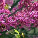 20 Eastern Redbud Tree Cercis Canadensis Pink Tree Seeds Fresh Garden