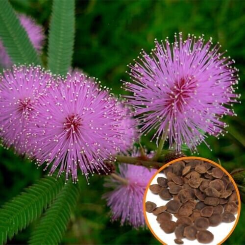 25 Sensitive Plant Seeds Mimosa Pudica Touch Me Not Shame Plant Fresh Garden