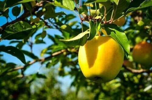 Golden Delicious Apple Tree 25 Seeds Malus Pumila Fresh Garden