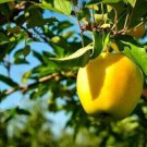 Golden Delicious Apple Tree 25 Seeds Malus Pumila Fresh Garden