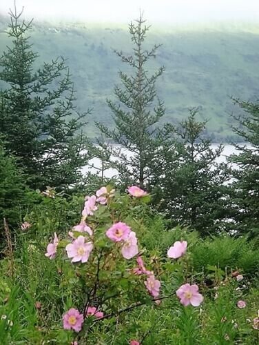 15 Pink Wood'S Rose Bush Mountain Rose Rosa Woodsii Seeds Fresh Garden