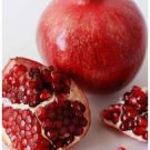 25 Pomegranate Fruit Tree Punica Granatum Red Seeds Fresh Garden