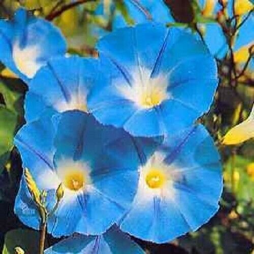Heavenly Blue Morning Glory Vine Ipomoea Tricolor Flower 10 Seeds Fresh Garden