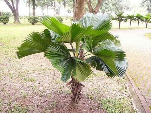 Licuala Grandis Palas & Ruffled Vanuatu Fan Palm 5 Authentic Seeds Fresh Garden