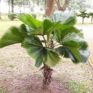 Licuala Grandis Palas & Ruffled Vanuatu Fan Palm 5 Authentic Seeds Fresh Garden