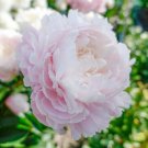 Hibiscus Mutabilis Double Confederate Cotton Rose 10 Authentic Seeds Fresh Garden