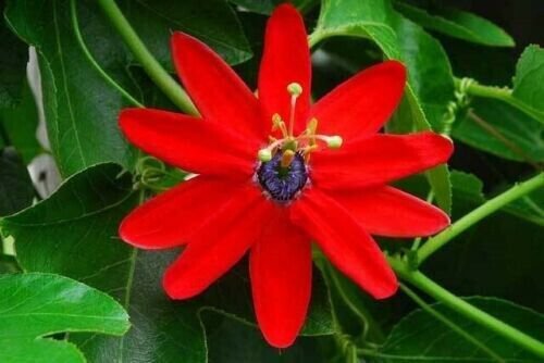 Passiflora Manicata Red Passion Flower 5 Authentic Seeds Fresh Garden
