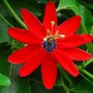 Passiflora Manicata Red Passion Flower 5 Authentic Seeds Fresh Garden