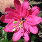 Passiflora Tripartita Mollissima Banana Poke Passion Flower 5 Authentic Seeds Fresh Garden