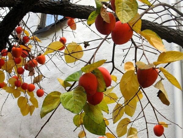 Common Persimmon Tree 10 Authentic Seeds Diospyros Virginiana Fruit Flower Fresh Garden