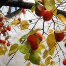 Common Persimmon Tree 10 Authentic Seeds Diospyros Virginiana Fruit Flower Fresh Garden