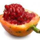 Passion Fruit Purple Granadilla Passiflora Edulis 10 Authentic Seeds Fresh Garden