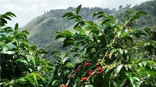 Coffee Bean Seeds Jamaica Blue Mountain Rare Coffee Bean 25 Authentic Seeds Fresh Garden