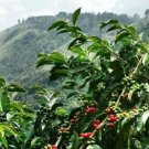 Coffee Bean Seeds Jamaica Blue Mountain Rare Coffee Bean 25 Authentic Seeds Fresh Garden