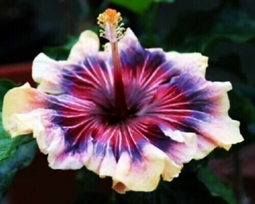 Giant Passion Fruit Purple Granadilla Passiflora Edulis 10 Seeds Fresh Garden