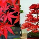 Acer Palmatum Japanese Maple Hybrid Bonsai Office Decor 10 Seeds Fresh Garden