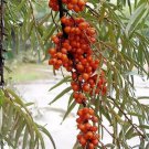 Sea Buckthorn Hippophae Rhamnoides Shrub 10 Seeds Fresh Garden