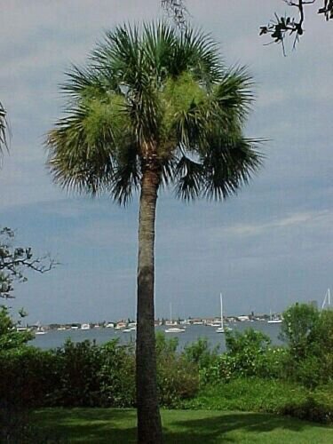 Hardy Sabal Palm Cabbage Palmetto 15 Picked Seeds Fresh Garden