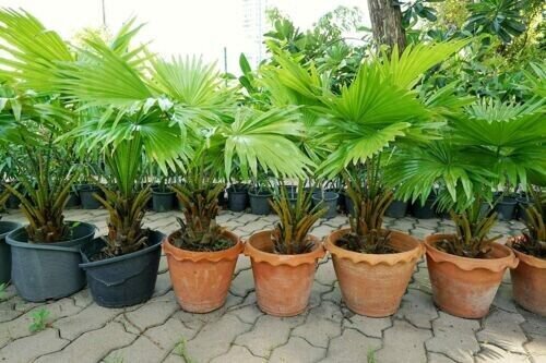 Sabal Palmetto Tree 10 Seeds Fresh Garden