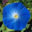 50 Morning Glory Seeds Heavenly Blue Ipomoea Tricolor Fresh Garden