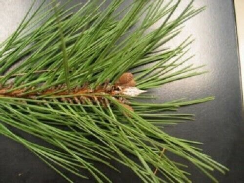 Japanese Black Pine Tree Evergreen Pinus Thunbergii 10 Authentic Seeds Fresh Garden