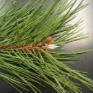 Japanese Black Pine Tree Evergreen Pinus Thunbergii 10 Authentic Seeds Fresh Garden