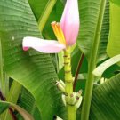 Manzano Banana (Apple Banana) Musa Live Banana 10 Seeds Fresh Garden