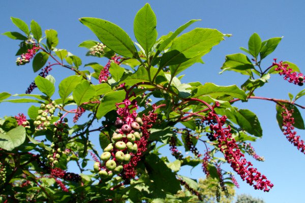 10 Dwarf Arabica Coffee Plant Seeds Fresh Garden