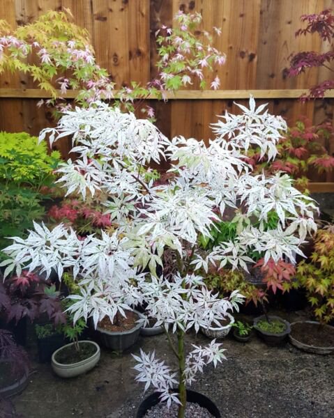 Japanese Maple Bonsai White Rare Tree 10 Seeds Authentic Acer Buergerianum Fresh Garden