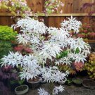 Japanese Maple Bonsai White Rare Tree 10 Seeds Authentic Acer Buergerianum Fresh Garden