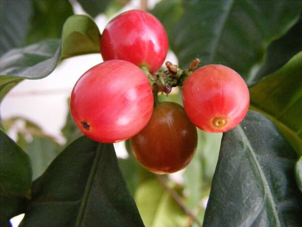 Dwarf Arabica Coffee 10 Seeds Indoor Coffee Bean Tree Fresh Garden