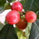 Dwarf Arabica Coffee 10 Seeds Indoor Coffee Bean Tree Fresh Garden
