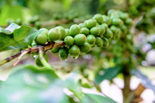 10 Dwarf Arabica Coffee Plant Authentic Seeds Coffee Bean Tree Fresh Garden