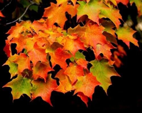 Korean Maple (Acer Pseudo Sieboldianum 25 Authentic Seeds Fresh Garden