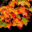 Korean Maple (Acer Pseudo Sieboldianum 25 Authentic Seeds Fresh Garden