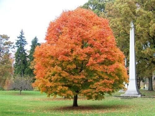Sugar Maple (Acer Saccharum Southern) 25 Seeds Authentic Seeds Fresh Garden