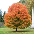 Sugar Maple (Acer Saccharum Southern) 25 Seeds Authentic Seeds Fresh Garden