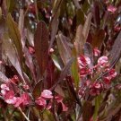 Dodonaea Viscosa Purpurea Purple Hopseed Bush Flower 20 Seeds Fresh Garden